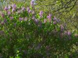 Lilac - northeastwildlife.co.uk